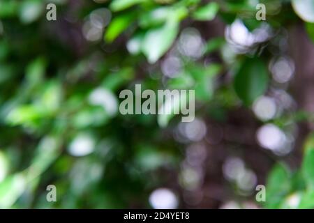 Abstract nature blurred  bokeh green leaves background, Abstract bokeh light Stock Photo