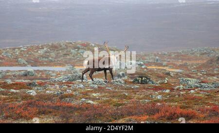 Reindeer north of Ailakkavaara, Kilpisjärvi, Enontekiö Stock Photo