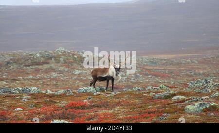 Reindeer north of Ailakkavaara, Kilpisjärvi, Enontekiö Stock Photo