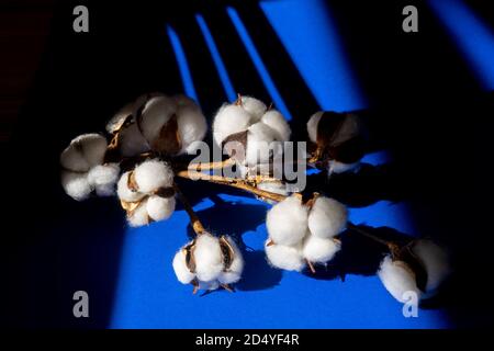 Cotton branch on blue. Light and shadows, top view, copy space. Minimalism and floristry. Stock Photo
