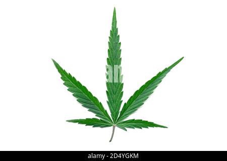 Green hemp leaf isolated on white background. Medical cannabis marijuana plant. Cannabis Sativa. Weed legalize. Stock Photo