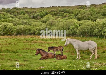 Family of horses in Connemara Nationalpark in Ireland. Connemara ponies in Ireland. Stock Photo