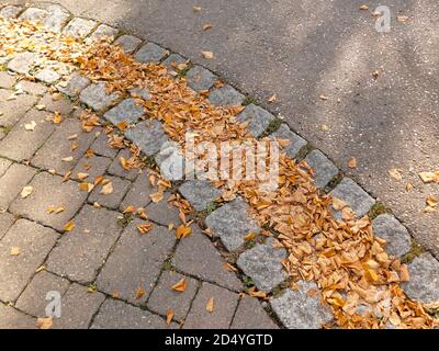 autumal painted leaves on a street in sun and shadow Stock Photo