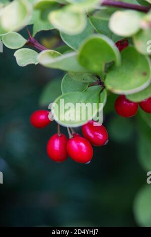 Macrophotography of branch of Berberis vulgaris with ripe fruits. Stock Photo