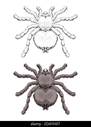 Vector illustration with hand drawn spider. Two variants of insect: monochrome and colored. In realistic style. Isolated on withe background. Stock Vector