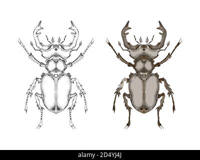 Vector illustration with hand drawn stag beetle. Two variants of insect: monochrome and colored. In realistic style. Isolated on withe background. Stock Vector