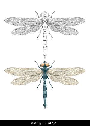 Vector illustration with hand drawn dragonfly. Two variants of insect: monochrome and colored. In realistic style. Isolated on withe background. Stock Vector