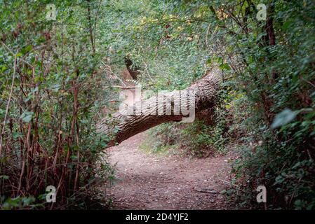 fallen and broken trees in a park blocking a path after a storm. Palencia, Spain Stock Photo