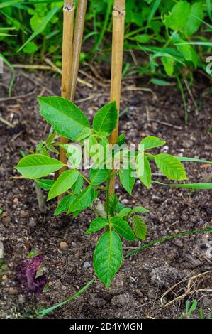 Grown young walnut seedling on a breeding plantation. Stock Photo