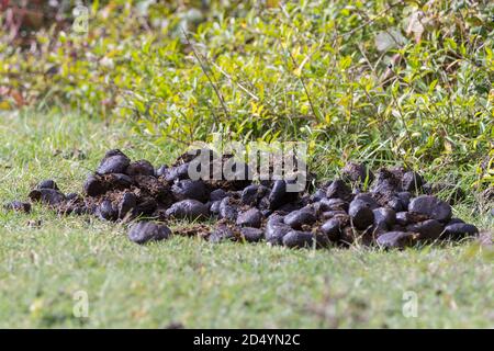 Pony poo droppings at Cissbury ring south downs national park by grazing new forest ponies. Piles droppings spread around the site attracting insects. Stock Photo