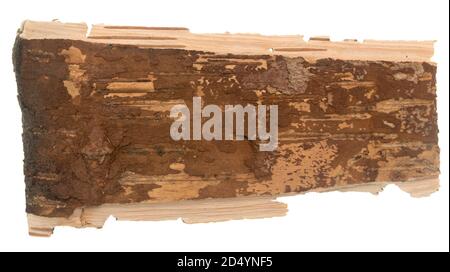 Birch bark isolated on white background Stock Photo