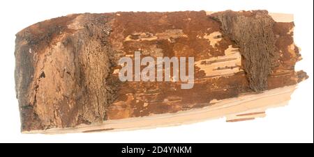 Birch bark isolated on white background Stock Photo