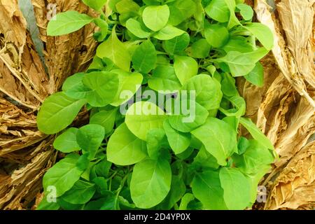 Drying tobacco. Classical way of dying tobacco leaves. growing Virginia tobacco Stock Photo