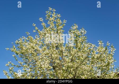 Blooming bird cherry tree against a cloudless blue sky Stock Photo