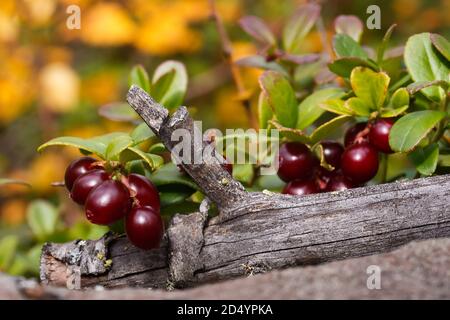 Lingonberry berries close-up on the background of an old tree trunk, in an autumn palette Stock Photo