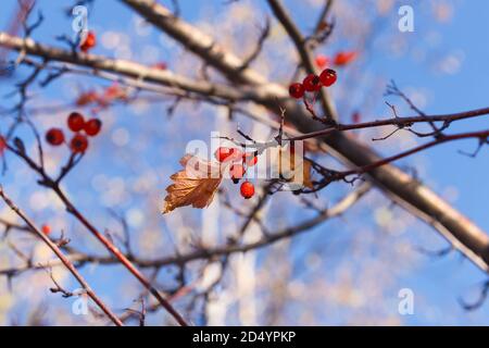 Hawthorn branches with berries on a blurred background of branches and blue sky Stock Photo