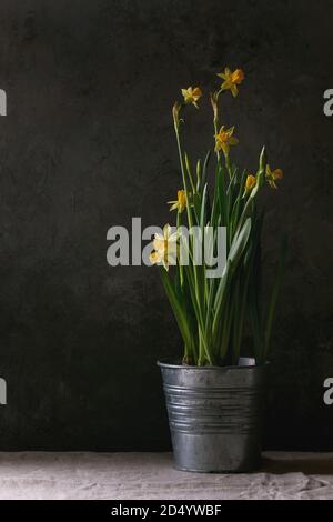 Narcissus daffodils flowers in metal pot standing on table with linen tablecloth. Dark still life. Copy space Stock Photo