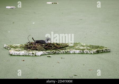 Common coot (Fulica Atra) building a nest form waste material on a floating piece of styrofoam surrounded by duckweeds Stock Photo
