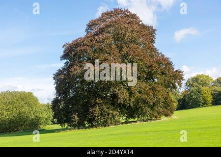 Copper beech tree in autumn, Fagus sylvatica, Audley End House and Gardens, Essex, England, UK Stock Photo