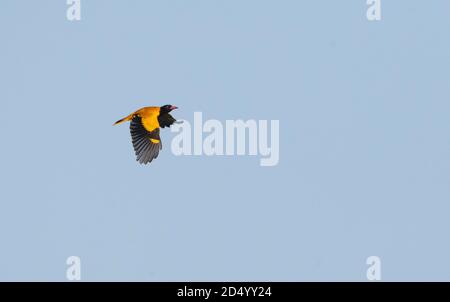 Asian black-headed oriole (Oriolus xanthornus, Oriolus xanthornus xanthornus), Flying adult male high in the sky, India, Madhya Pradesh, Bandhavgarh Stock Photo