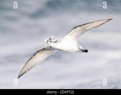 fairy prion (Pachyptila turtur), flying over the ocean, New Zealand, Southern Island Stock Photo