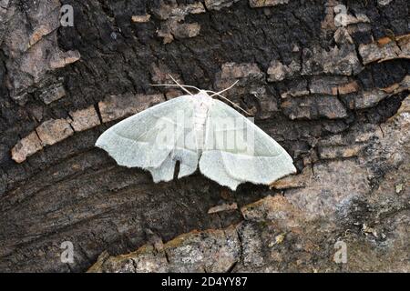 Light Emerald (Campaea margaritaria, Campaea margaritata), sitting on bark, dorsal view, France, Brittany, Côtes-d’Armor, Erquy Stock Photo