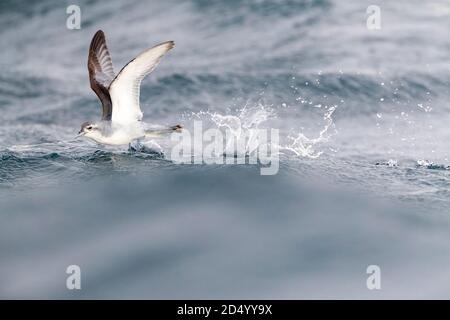 fairy prion (Pachyptila turtur), flying over the ocean, foraging in flight over slick made by chum during a chumming session, New Zealand, Southern Stock Photo