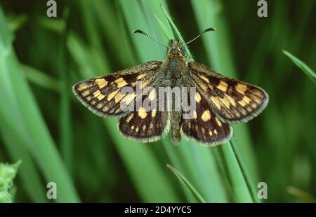 Chequered Skipper, Arctic Skipper (Carterocephalus palaemon, Pamphila palaemon), sitting at a spear, dorsal view, Germany Stock Photo