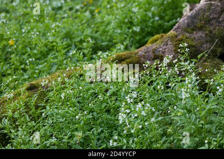 large bitter-cress, large Bittercress (Cardamine amara), blooming, Germany Stock Photo