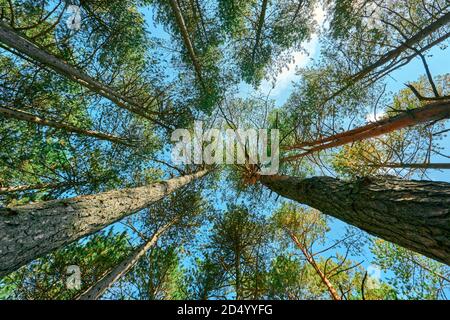 Low angle view of tall pine tree forest in autumn in Zlatibor region, south-west Serbia Stock Photo