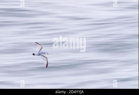 Thick-billed prion, Fulmar Prion (Pachyptila crassirostris), in flight over the southern pacific ocean, flying low over the water surface, New Stock Photo