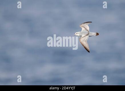 Thick-billed prion, Fulmar Prion (Pachyptila crassirostris), in flight over the southern pacific ocean, New Zealand, Bounty Islands Stock Photo