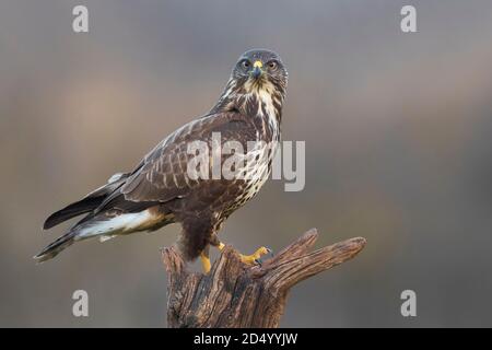 Eurasian buzzard (Buteo buteo), looking alert in to camera, Italy, Piana fiorentina Stock Photo