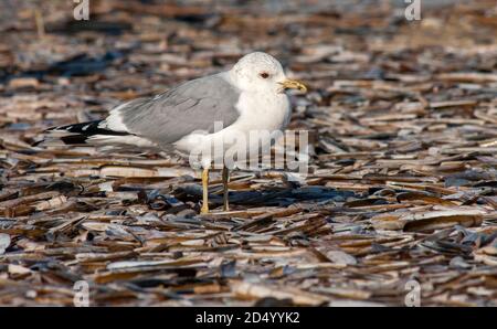 mew gull (Larus canus), Adult standing on a beach covered in washed up razor clams, Netherlands Stock Photo