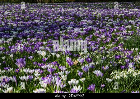 Dutch crocus, spring crocus (Crocus vernus, Crocus neapolitanus), blooming group, Netherlands Stock Photo