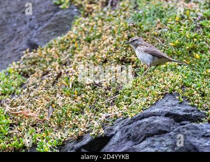 Chatham Island Pipit (Anthus novaeseelandiae chathamensis, Anthus chathamensis), on a rock, New Zealand, Chatham Islands, Mangere Islands Stock Photo