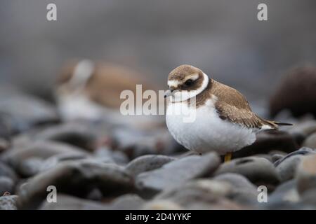 ringed plover (Charadrius hiaticula), adult winter perched, Madeira, Madeira Stock Photo