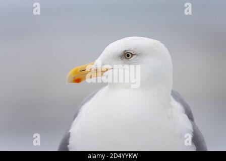 glaucous-winged gull (Larus glaucescens), portrait, Japan, Hokkaido Stock Photo