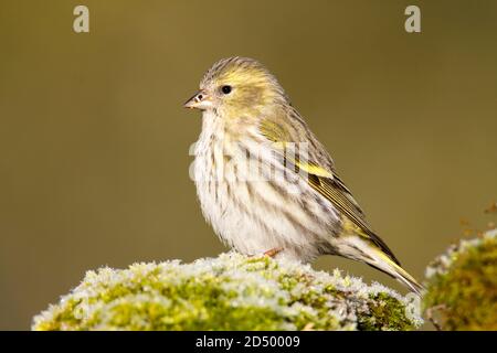 spruce siskin (Spinus spinus, Carduelis spinus), female perched on a rock with moss, Spain