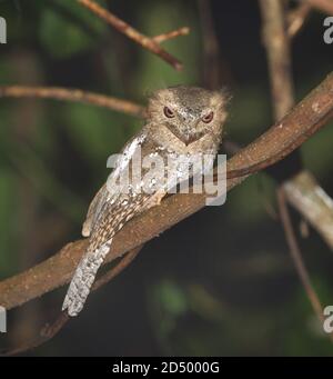 Ceylon frogmouth, Sri Lanka Frogmouth (Batrachostomus moniliger), perched on a branch at night, looking down, India, Western Ghats Stock Photo