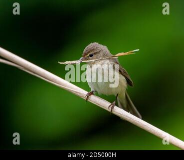 chiffchaff (Phylloscopus collybita), Adult carrying nesting material for its nest, Netherlands Stock Photo