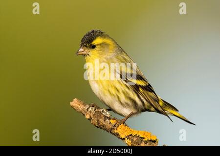 spruce siskin (Spinus spinus, Carduelis spinus), male on a branch, Spain Stock Photo
