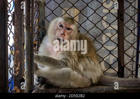 Caged animal. The sadness and cruelty of caged animals depicted here ...