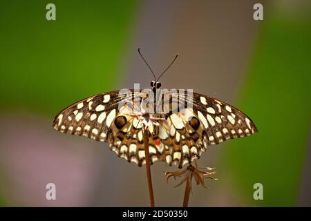 Lime butterfly,Papilio demoleus is a common and widespread swallowtail butterfly. The butterfly is also known as the lime butterfly, lemon butterfly, Stock Photo