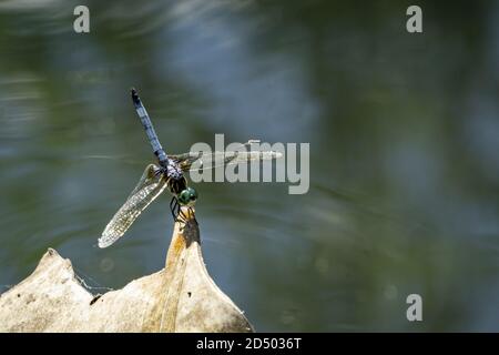 Detailed macro blue dasher on blue green bokeh background is a dragonfly of the skimmer family. Stock Photo
