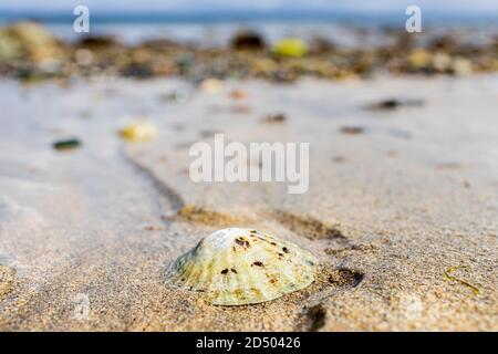 Limpet shell on the sand at Old Head beach, Louisburgh, County Mayo, Ireland Stock Photo