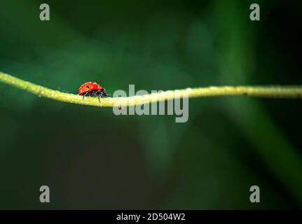 Coccinellidae is a widespread family of small beetles ranging in size from 0.8 to 18 mm. Stock Photo