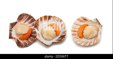 fresh shell scallop isolated on white background Stock Photo