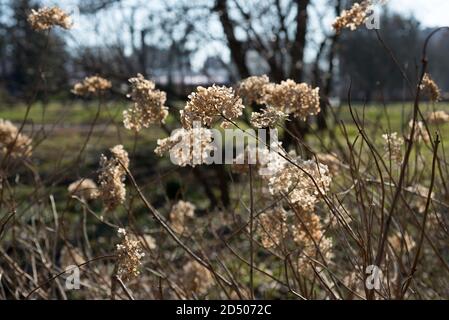 Dried hydrangea  in the garden Stock Photo