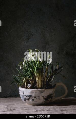 Blossom snowdrops in ceramic mug standing on linen tablecloth in dark room. Spring interior decorations. Stock Photo